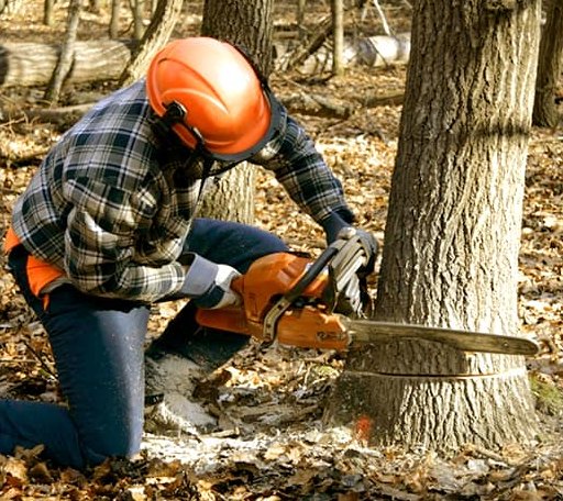 Tree Removal in Ideal, SD